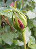 Caribia-(Harry wheatcroft)
