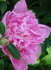 Peony. Bujor (2011, May 27)