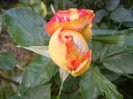 Caribia-(Harry wheatcroft)