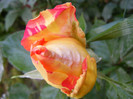 Caribia-(Harry wheatcroft)