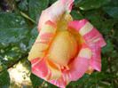 Caribia-(Harry wheatcroft)