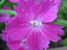 Dianthus Kahori (2011, May 24)