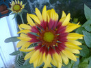 gaillardia