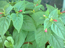 mirabilis jalapa