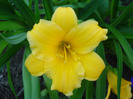 Daylily Stella de Oro (2011, May 24)