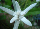 Leontopodium alpinum (2011, May 24)