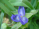 Blue Spiderwort 26may2011