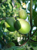 Apples_Mere Summer Red (2011, May 24)