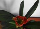 imaginile mele 654