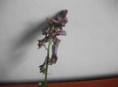 imaginile mele 736