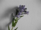 imaginile mele 743