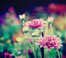 __colorful_flowers_by_addy_ack-d3b6hw8