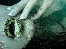 kiwi_lips_by_k_webdesign-d3fdqdu