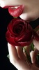 red-rose-red-lips-t2