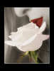 WhiteRoseLips