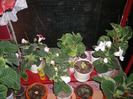 Flori  26 05-2011 008