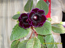 Flori  26 05-2011 009