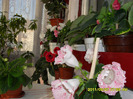Flori  26 05-2011 010