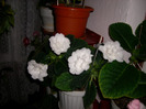Flori  26 05-2011 003
