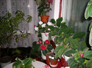 Flori  26 05-2011 006