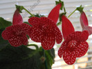 Kohleria Birgitta 13