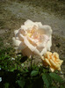 DSC00594