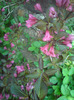 weigela   roz