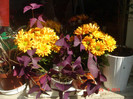 DSC06609