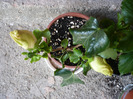 P1070187