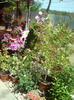callistemon  rosu