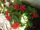 impatiens