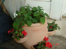 impatiens