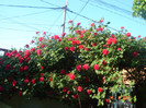DSC06619