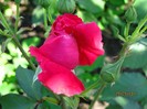 IMG_0418