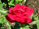 IMG_0419
