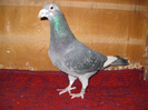 77