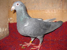 79