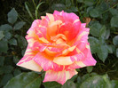 DSCF6812