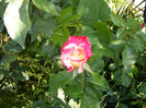 Double Delight-(ANDeli)