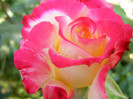 Double Delight-(ANDeli)
