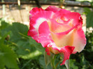 Double Delight-(ANDeli)