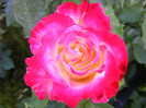 Double Delight-(ANDeli)