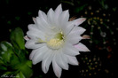 Floare cactus