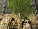 Nunta-regala--Westminster-Abbey--transformata-in-padure-de-artar--Galerie-foto-
