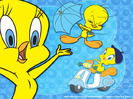 Tweety-Bird-Wallpaper-tweety-bird-2656601-1024-768