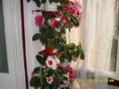 Flori  28 05-2011