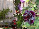 Flori  28 05-2011