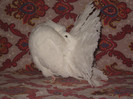 Voltat 02