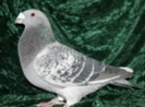 41