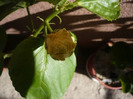 P1070283